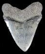Bargain, Fossil Megalodon Tooth #41801-1